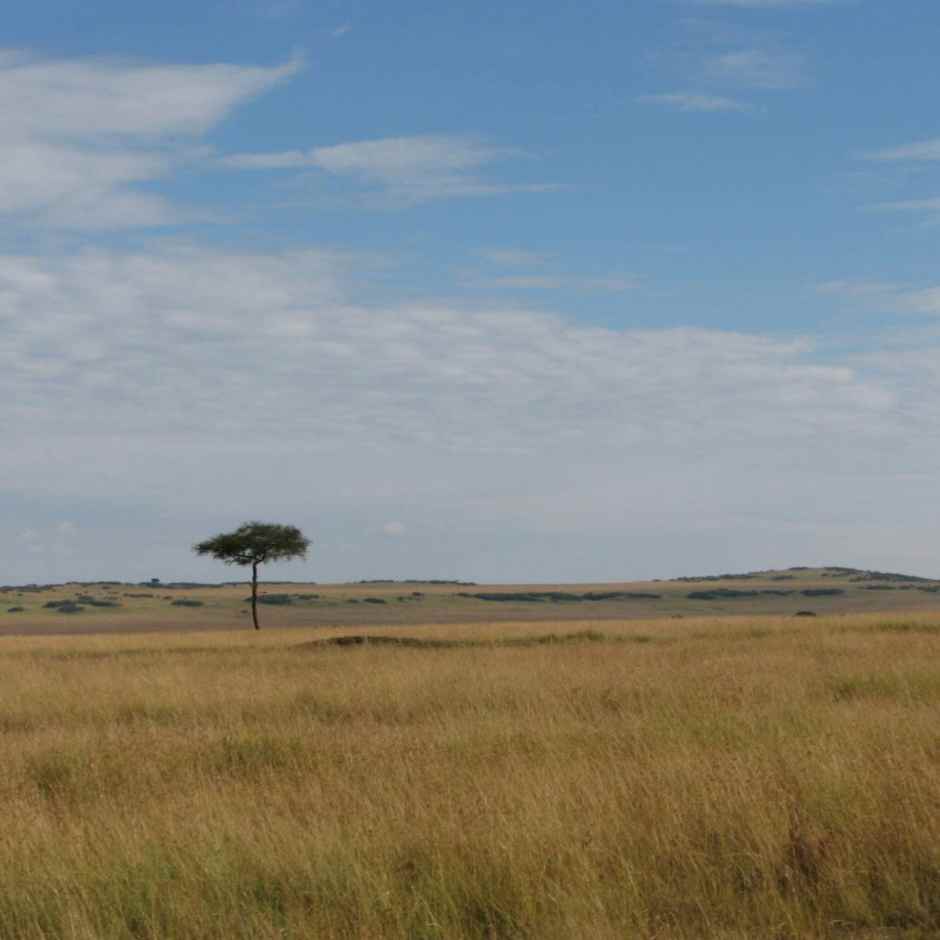 「活化善行小學方案」之我見